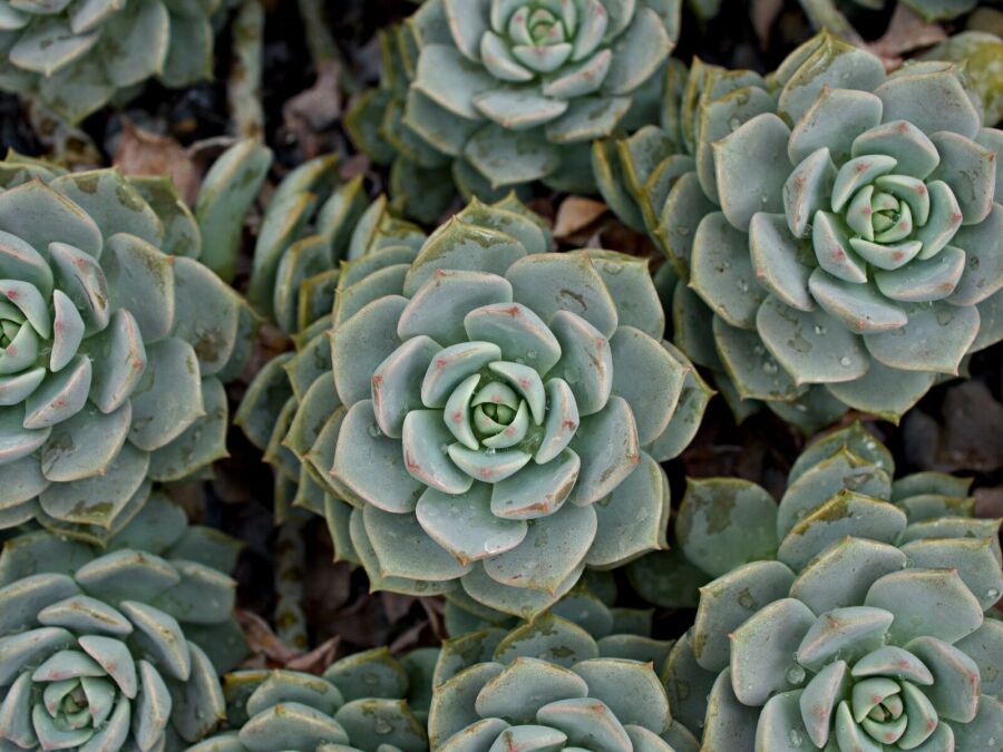 Planta Rosa da Pedra. Reprodução: Internet