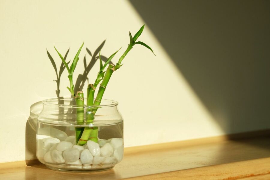 Imagem bambu-para-apartamento