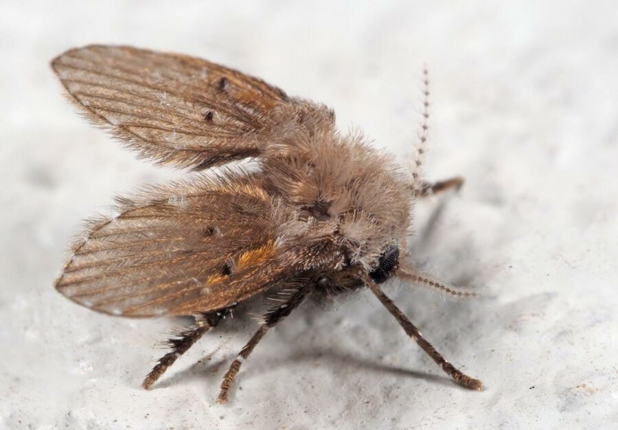 Imagem mosca-de-banheiro