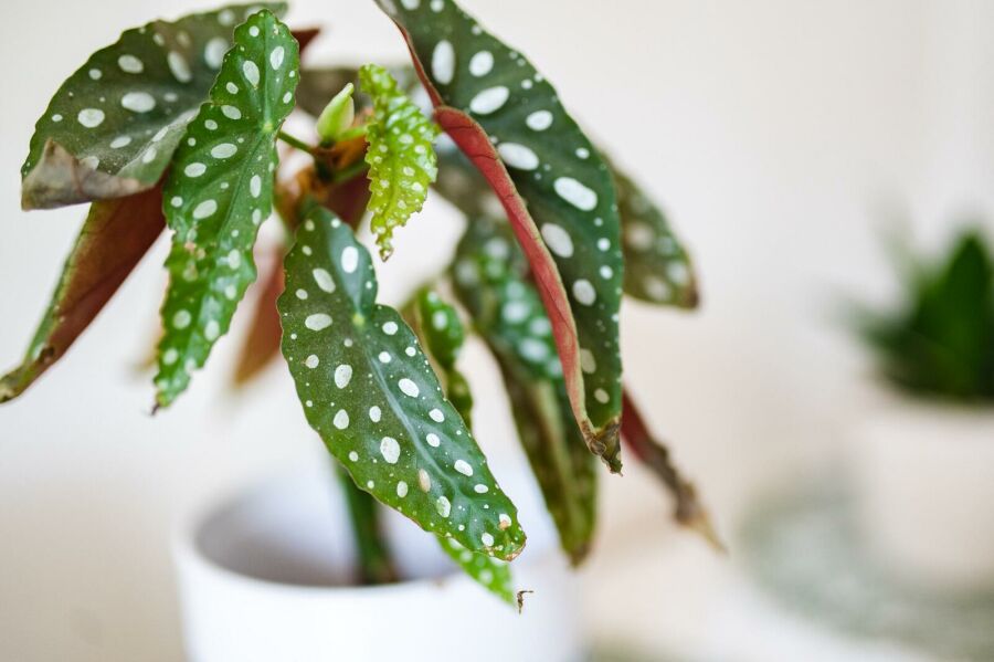 Imagem planta-begonia