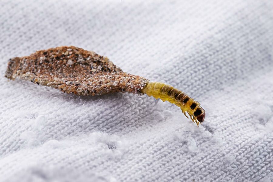 Traças nunca mais: receitas caseiras com cravo para proteger roupas e ...