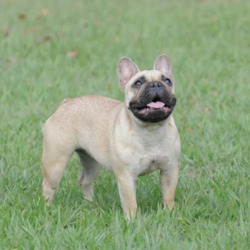 Imagem de https://cdn.interago.com.br/img/jpg/w_0_q_8/144/mc/Catalogo/13