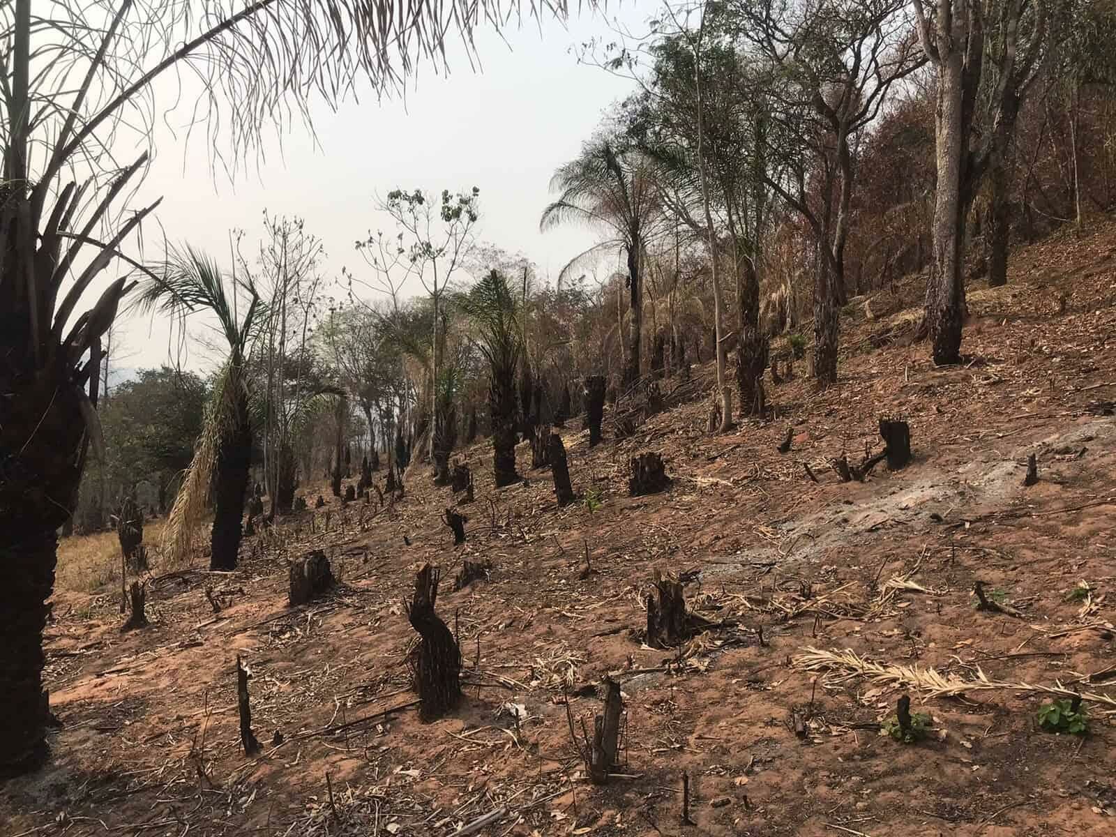 Imagem de compartilhamento para o artigo Fazendeiro de São Gabriel é multado em mais de R$ 200 mil por queimada ilegal da MS Todo dia