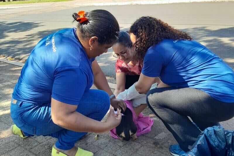 Imagem de compartilhamento para o artigo Com mais de 5 mil animais vacinados, campanha contra a raiva supera as expectativas em Chapadão do Sul da MS Todo dia