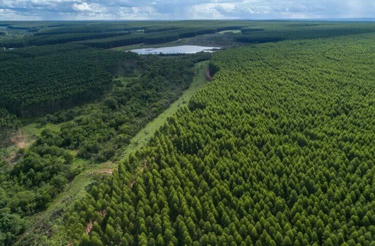 Imagem de compartilhamento para o artigo Projeto de fábrica de celulose da Arauco avança em Inocência com investimento de R$ 28 bilhões da MS Todo dia