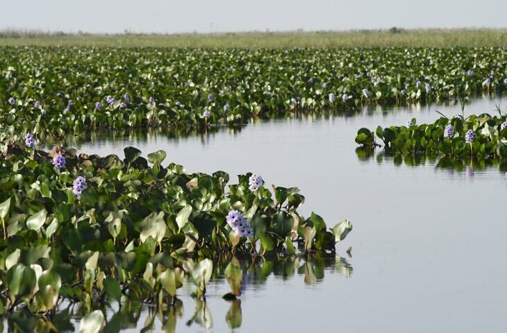 Imagem de compartilhamento para o artigo Senado aprova PEC que reconhece Pantanal Sul-Mato-Grossense como patrimônio nacional da MS Todo dia