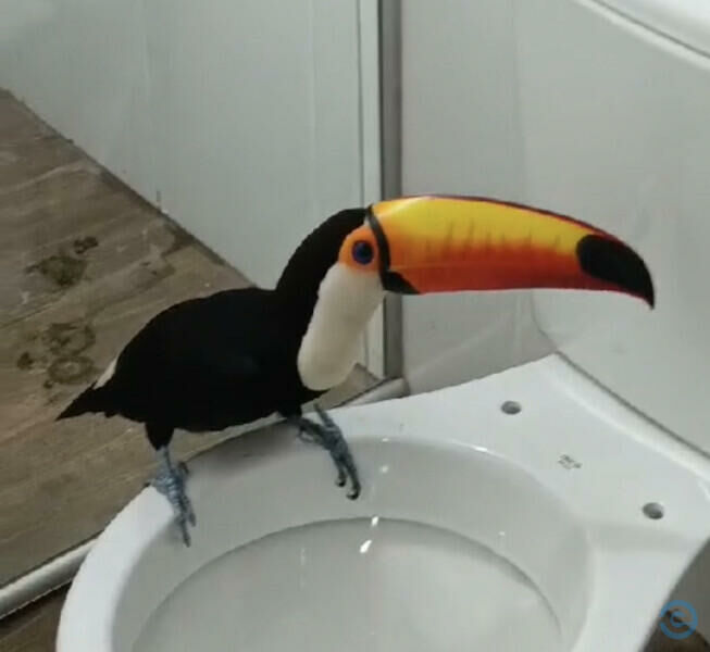 Imagem de compartilhamento para o artigo Tucano invade banheiro de empresa às margens do rio Taquari em Coxim da MS Todo dia