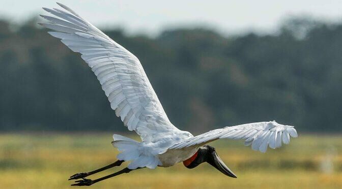 Imagem de compartilhamento para o artigo MS participa do maior evento de observação de aves da América Latina da MS Todo dia