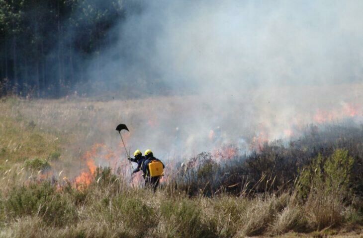 Imagem de compartilhamento para o artigo Bombeiros de Santa Catarina enviam equipe para combater fogo no Pantanal da MS Todo dia