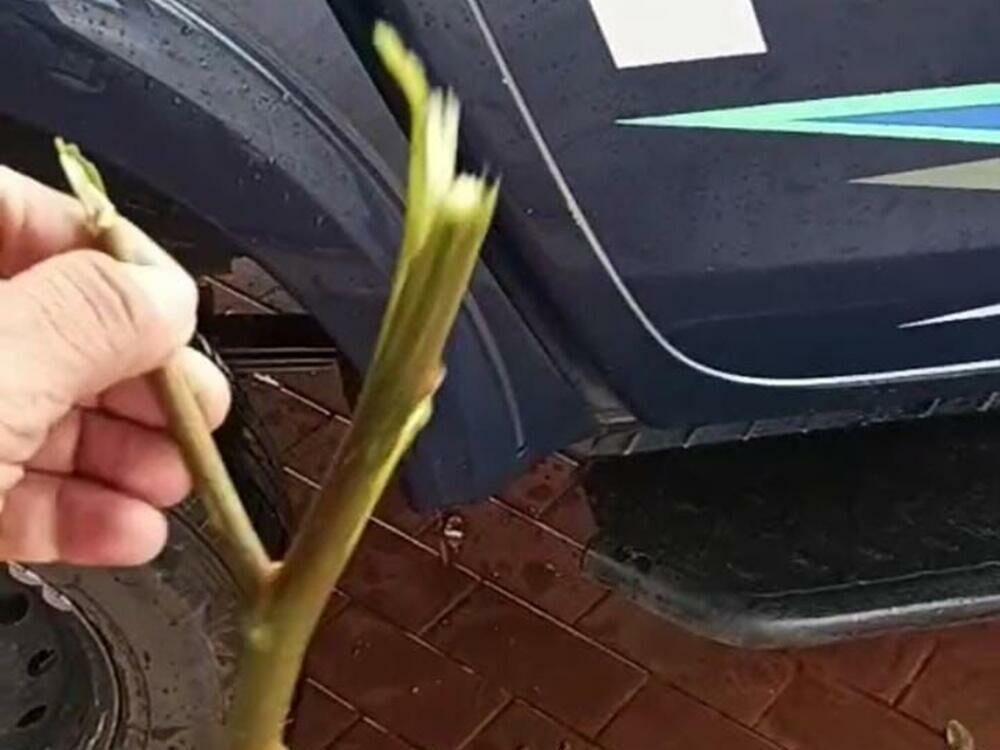 Imagem de compartilhamento para o artigo Homem finge estar armado para tentar roubar conveniência em Rio Verde e acaba preso da MS Todo dia