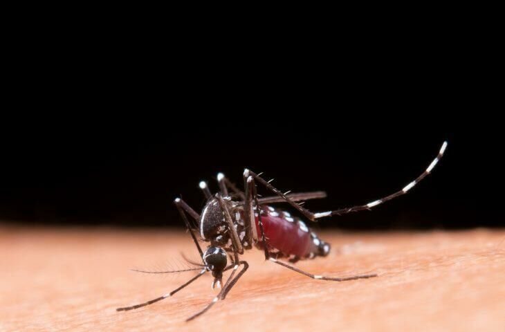 Imagem de compartilhamento para o artigo Regiões com maior incidência do estado, Norte e Bolsão dominam casos de dengue em MS da MS Todo dia