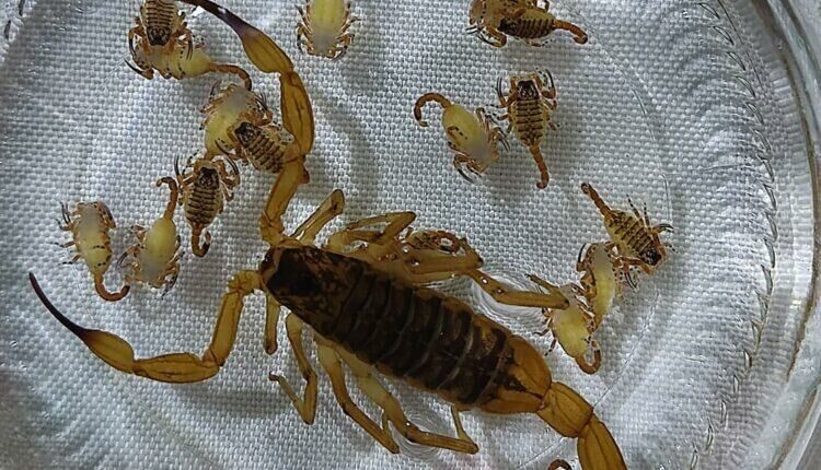 Imagem de compartilhamento para o artigo Mesmo com todos os cuidados, morador de Chapadão do Sul encontra escorpião com 23 filhotes da MS Todo dia