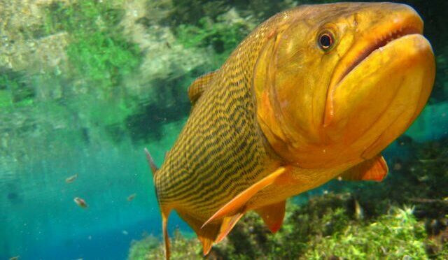 Imagem de compartilhamento para o artigo Lei que proíbe pesca e comercialização de dourado em MS é prorrogada até março de 2025 da MS Todo dia