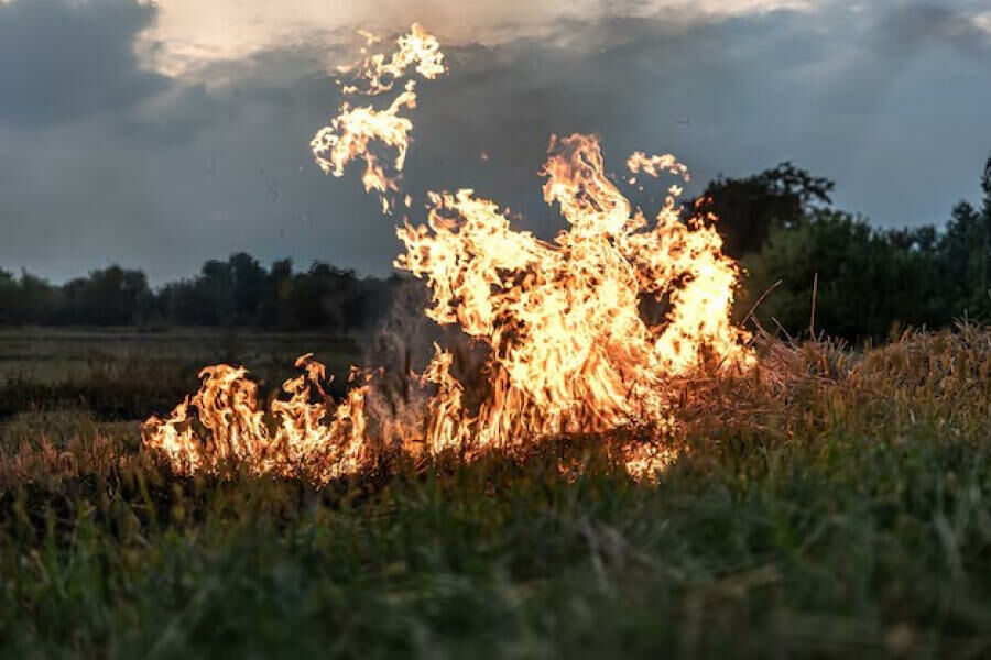 Imagem de compartilhamento para o artigo Rede elétrica se rompe e causa incêndio em fazenda de Paraíso das Águas da MS Todo dia