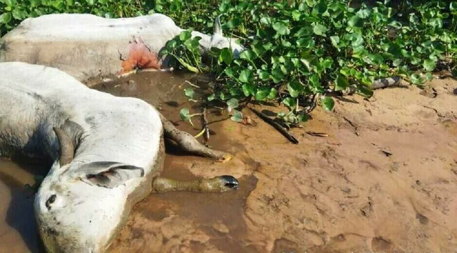 Imagem de compartilhamento para o artigo Pecuarista de Rio Verde deixa gado morrer após ter licenças bloqueadas da MS Todo dia