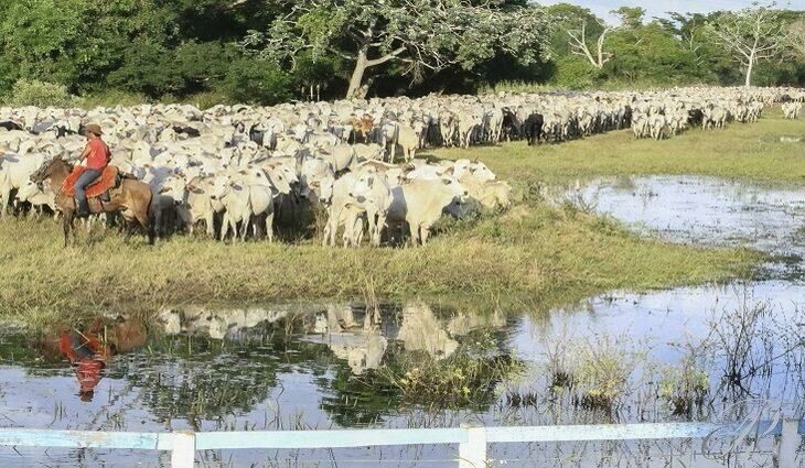 Imagem de compartilhamento para o artigo Atualização cadastral de rebanhos segue até 31 de dezembro em MS da MS Todo dia