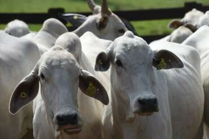 Imagem de compartilhamento para o artigo 27 cabeças de gado furtadas em fazenda de Corumbá são encontradas em Coxim da MS Todo dia