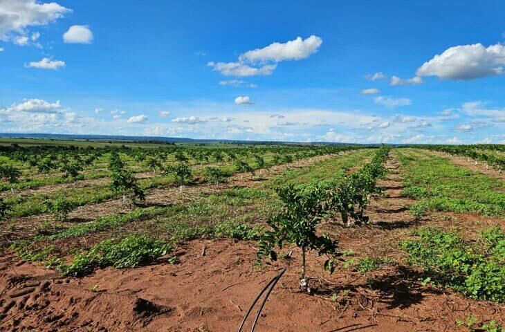 Imagem de compartilhamento para o artigo Cassilândia é o novo polo de produção de laranjas de MS da MS Todo dia