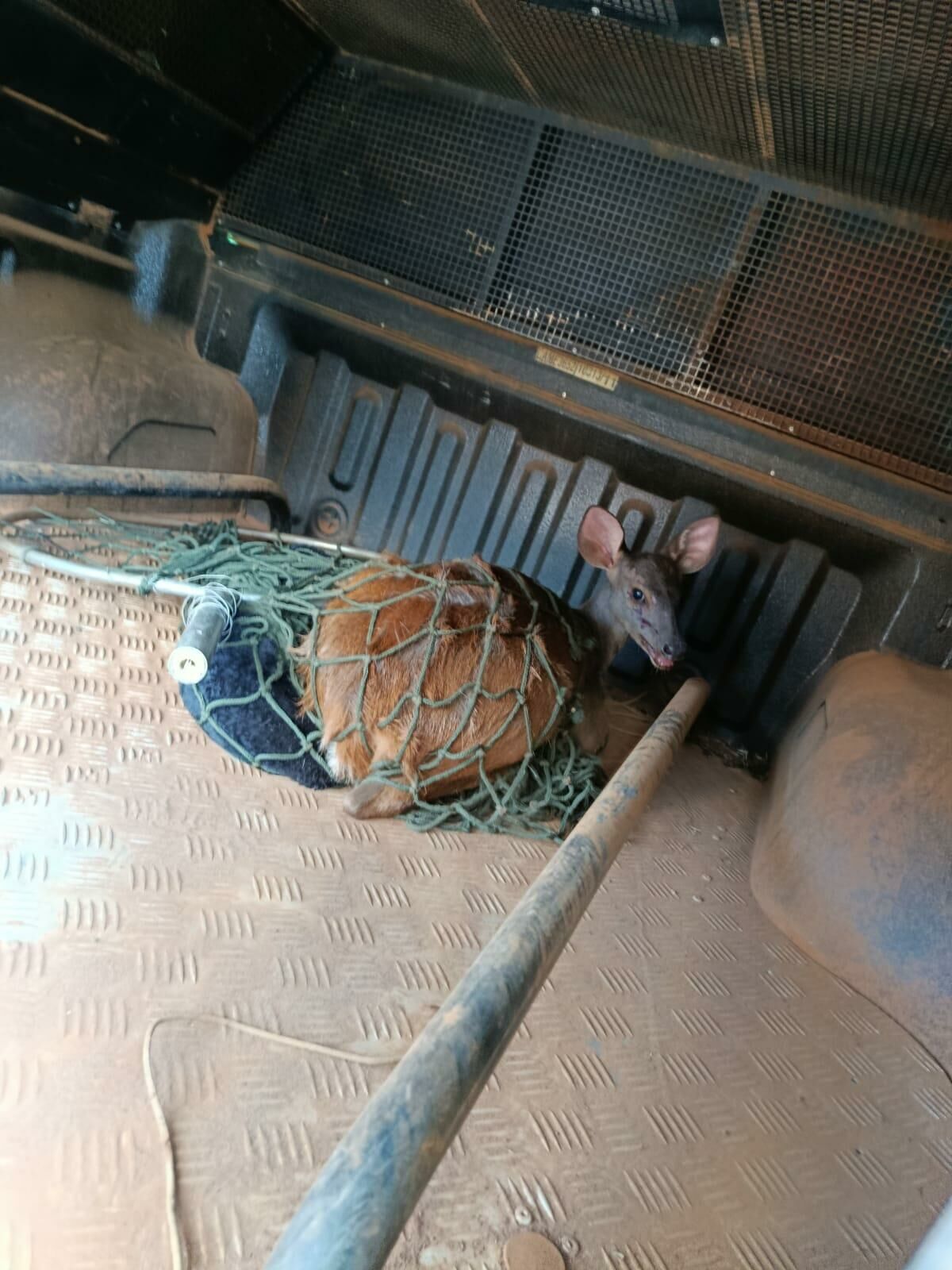 Imagem de compartilhamento para o artigo Veado é resgatado dentro de lava jato em Costa Rica e devolvido à natureza da MS Todo dia