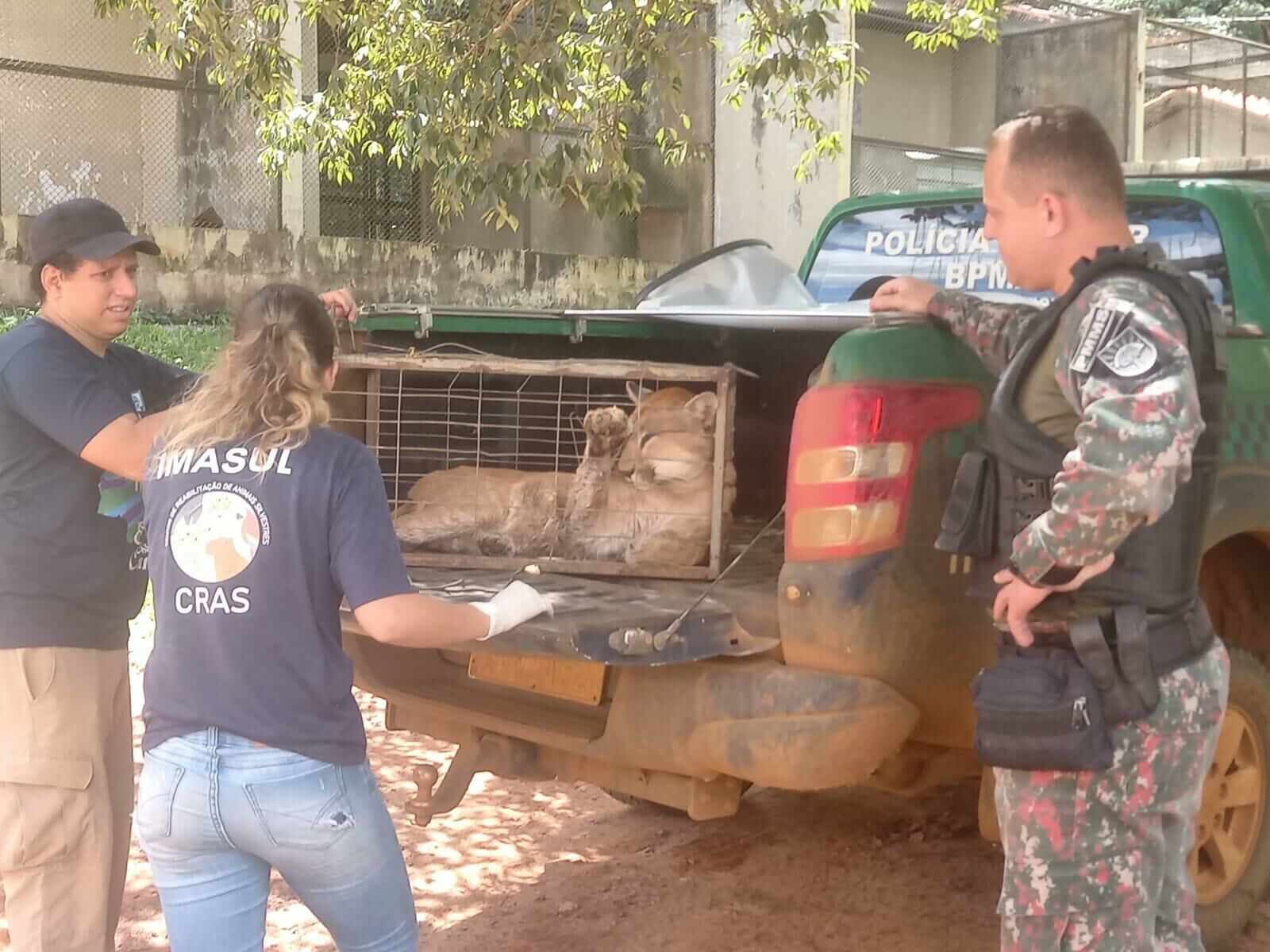 Imagem de compartilhamento para o artigo PMA de Costa Rica resgata onça-parda atropelada na BR-359, sentido a Alcinópolis da MS Todo dia