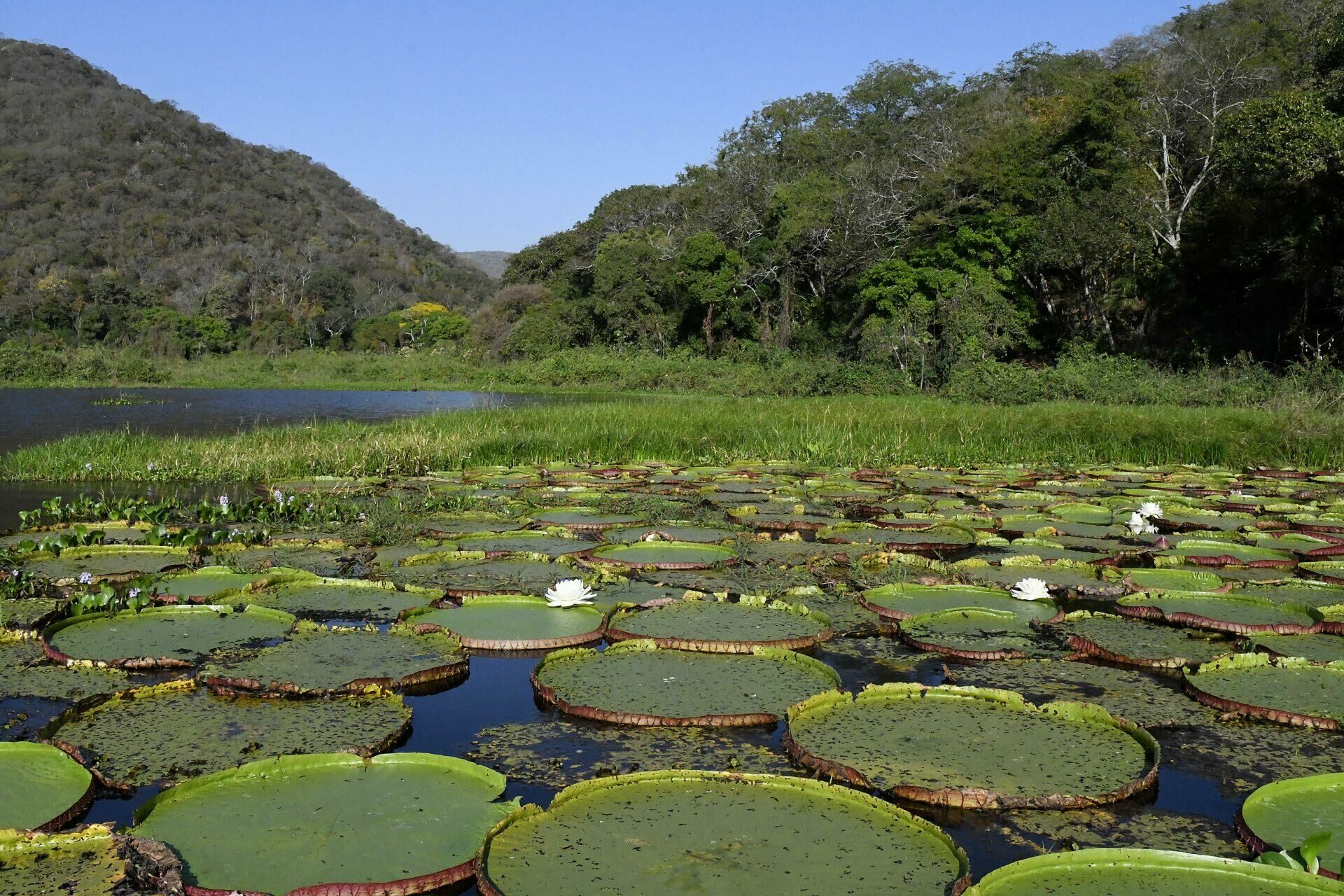Imagem de compartilhamento para o artigo MS abre edital para pagar proprietários que preservam vegetação nativa no Pantanal da MS Todo dia