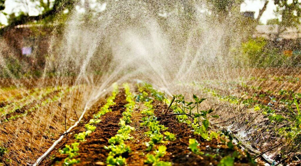 Imagem de compartilhamento para o artigo MS contempla agricultura familiar com projetos inclusivos e inovadores da MS Todo dia