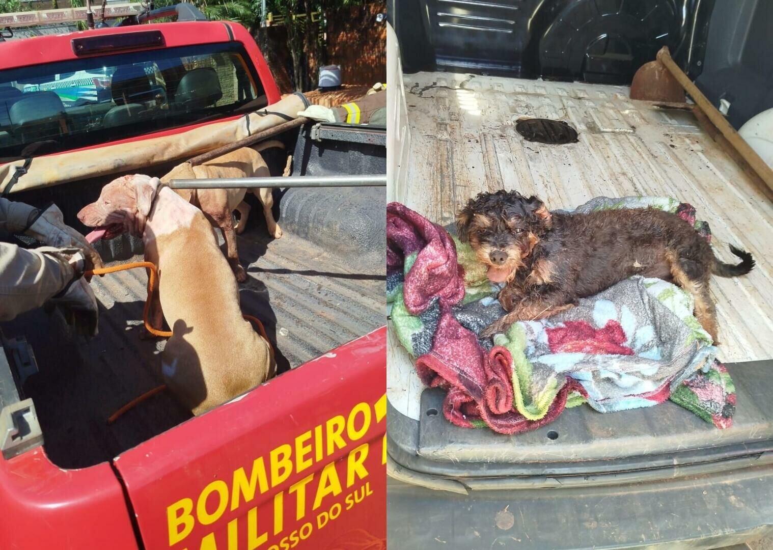 Imagem de compartilhamento para o artigo Pitbulls atacam cães em bairro de Chapadão do Sul; um morre e outro é resgatado da MS Todo dia