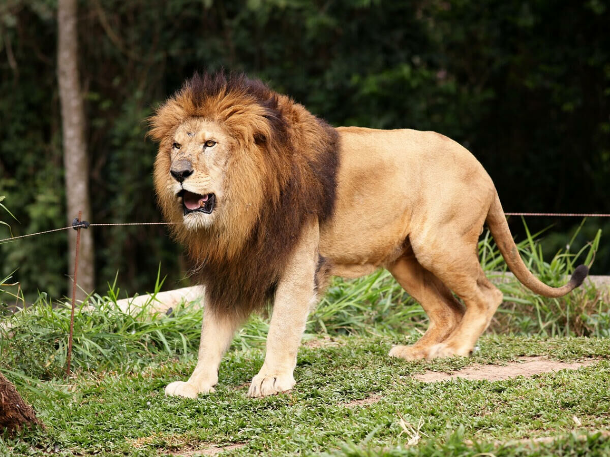 Imagem rei-selva