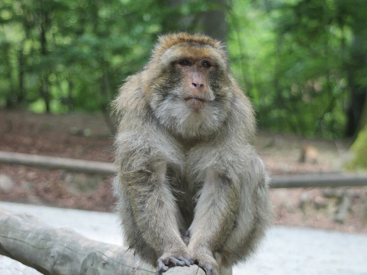Imagem macacos-rhesus