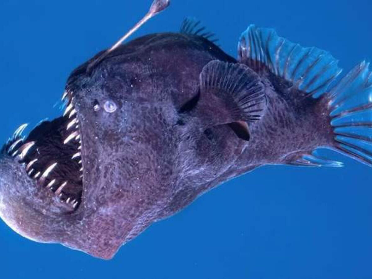 Imagem misterio-peixe