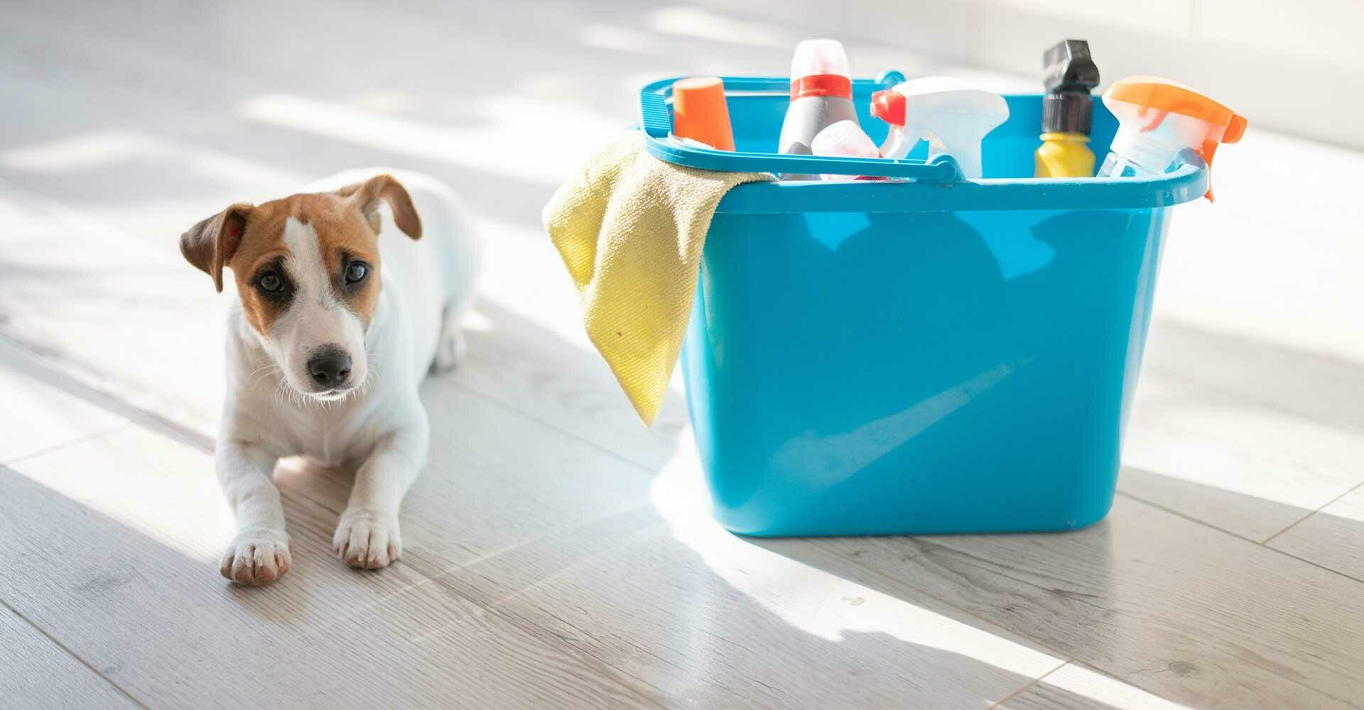 Imagem principal para o artigo Tem pet em casa? Veja quais produtos de limpeza são seguros (e quais evitar) da Maria Brasileira