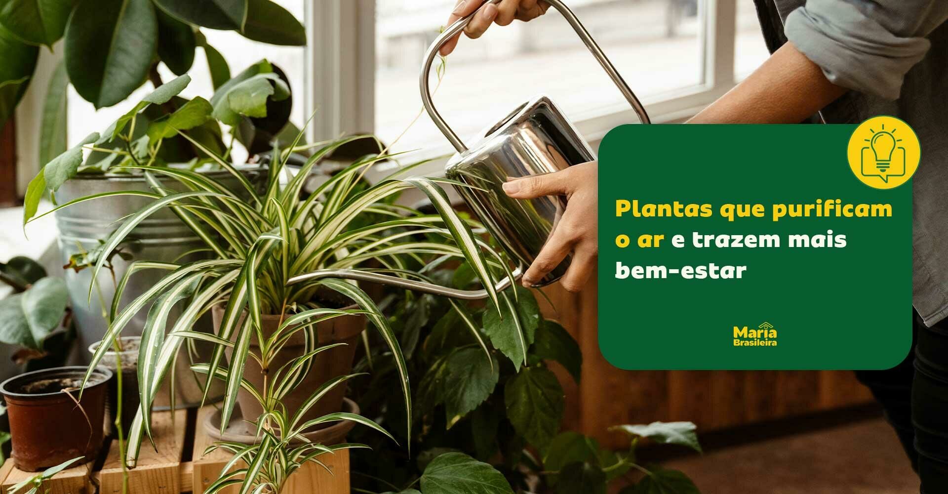 Imagem principal para o artigo Menos alergias, mais energia: como as plantas transformam seu bem-estar da Maria Brasileira
