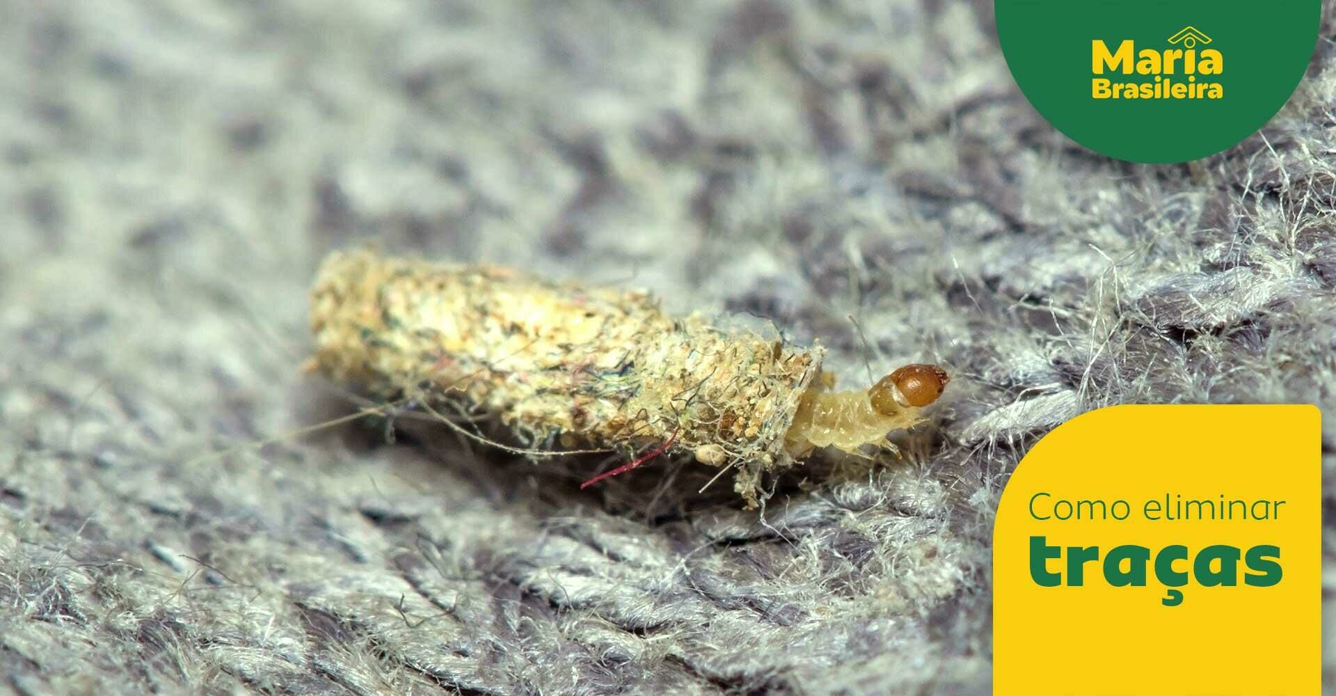 Traças nunca mais: receitas caseiras com cravo para proteger roupas e ...