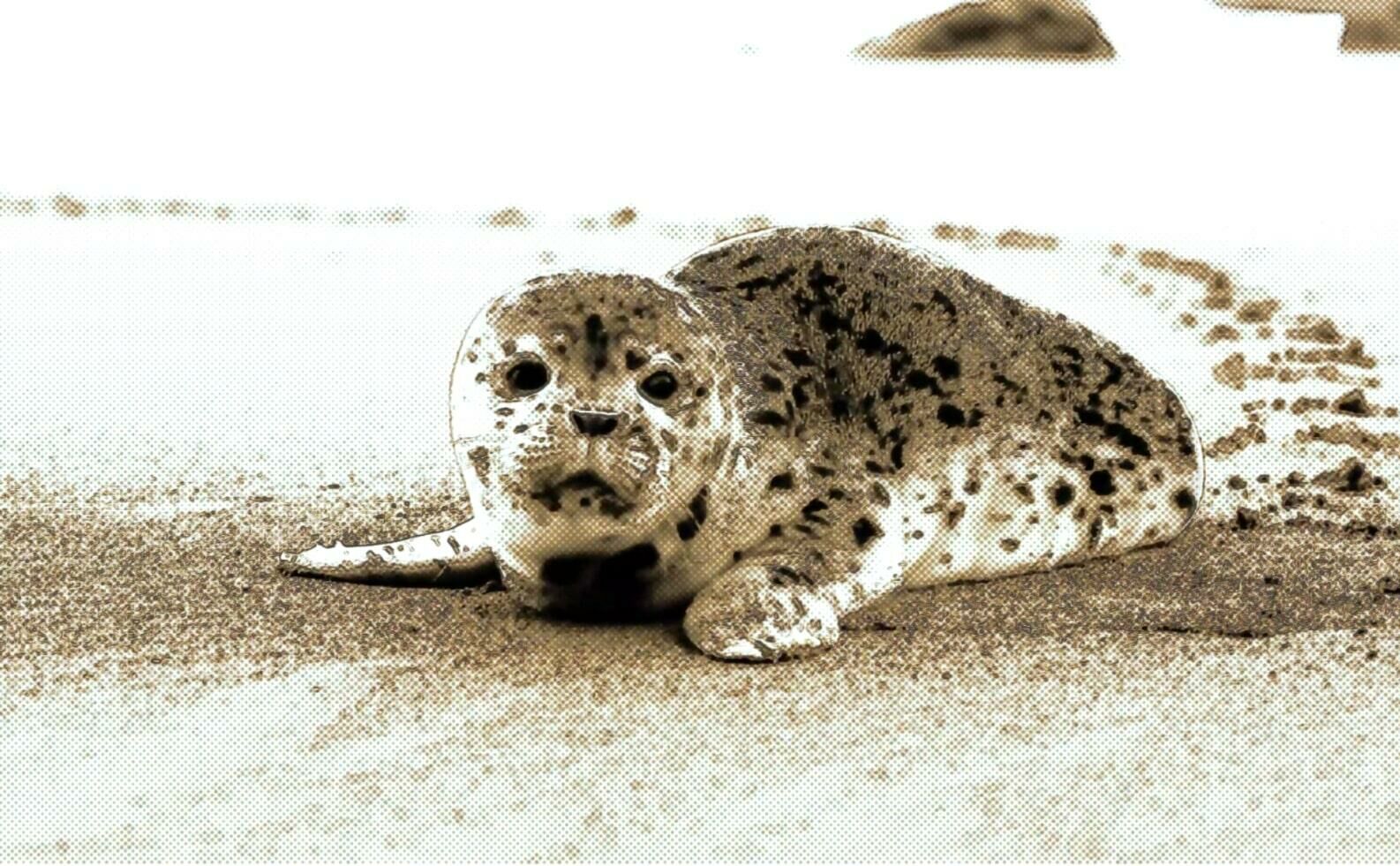 Imagem foca capa Gabriela