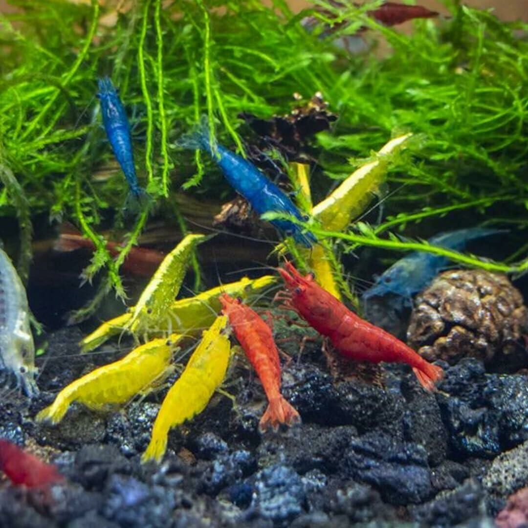 Imagem do Neocaridina