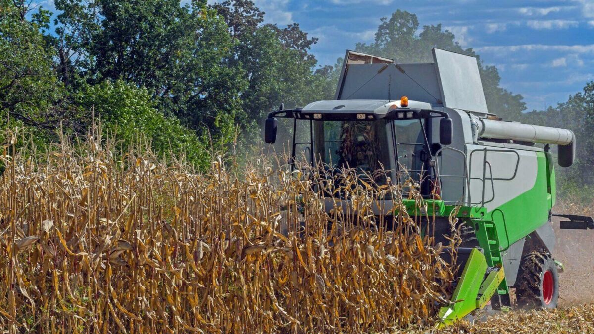 Imagem principal de Colheitadeira de milho: tudo o que você precisa saber