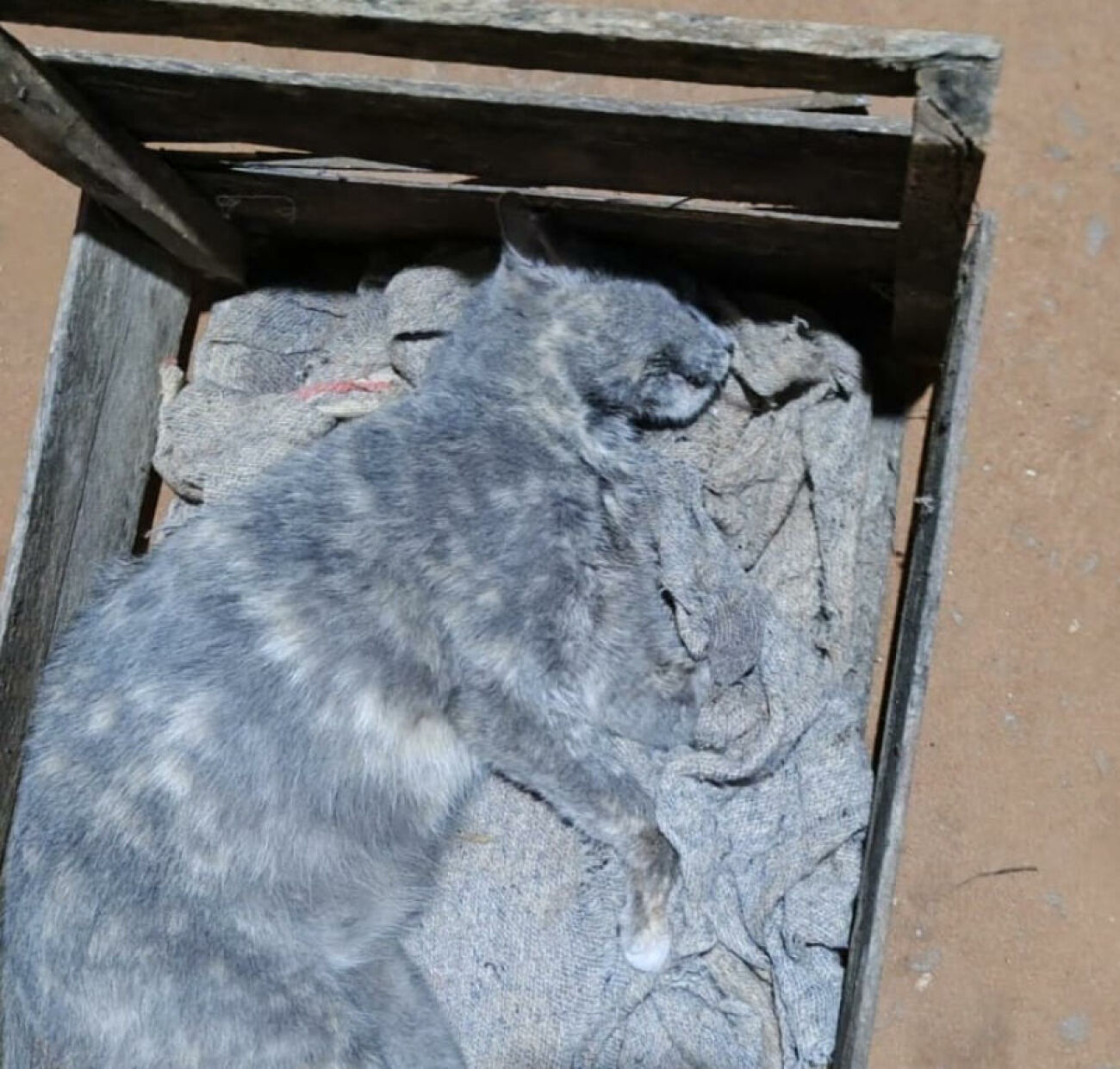 Ilustração da notícia Morador denuncia morte suspeita de gata e pede investigação em Paraíso das Águas da MS Todo dia