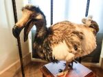 Imagem da notícia Animais extintos: conheça algumas espécies de bichos que deixaram de existir