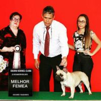 Imagem do produto Fuega Slaviero Bull