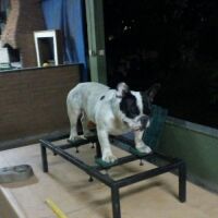 Imagem do produto Dom Agnelo Sampaio Bull