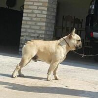 Imagem do produto Lancelot Slaviero Bull