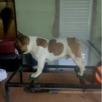Imagem do produto Carioca Padreador de Bulldog Francês