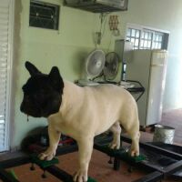 Imagem do produto Ipanema Sampaio Bull