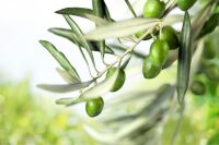 Imagem principal do artigo Extrato de folha de oliveira: conheça 4 benefícios para a sua saúde