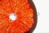 Imagem principal do artigo Diferença entre Morosil®, laranja Moro e Citrus sinensis