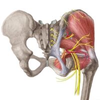 Imagem de Informativos sobre Quadril - Ortopedia Geral e Traumas