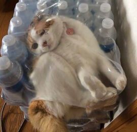 Imagem da notícia 25 gatos que se enfiaram nos lugares mais inusitados possíveis