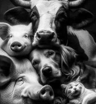 Image from the news How Going Vegan Can Transform Our Worldview