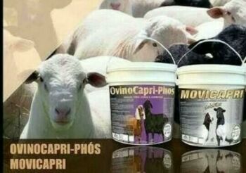 Imagem do produto NÚCLEO PARA OVINOS E CAPRINOS