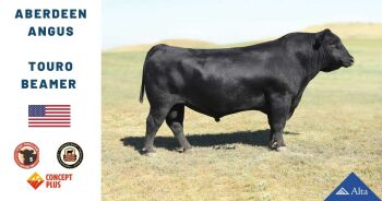 Imagem do produto Gado De Corte Angus
